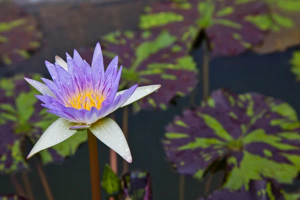 Flores de lótus ou flores de lírio de água florescendo na lagoa — Fotografia de Stock