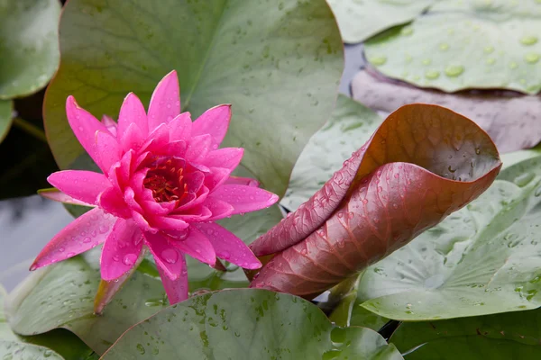 Цвіте лотос або квіти водяної лілії, що цвітуть на ставку — стокове фото