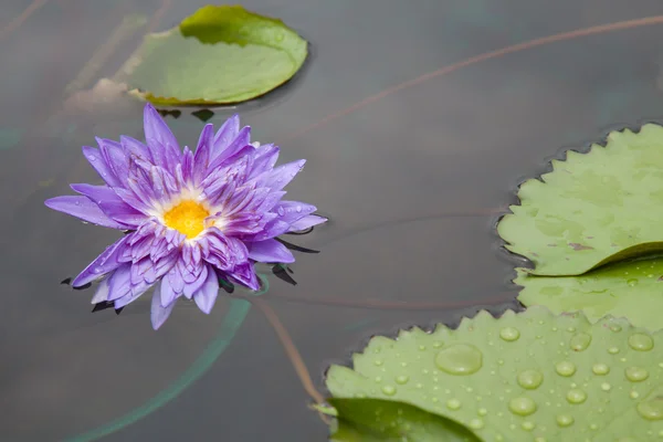 Lotus blossoms of water lily bloemen bloeien op vijver — Stockfoto