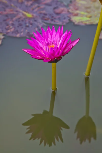 Flores de lótus ou flores de lírio de água florescendo na lagoa — Fotografia de Stock