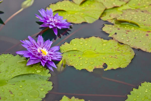 Lótusz virágok, vagy a víz liliom virágok virágzó tó — Stock Fotó