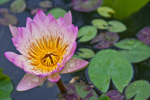 Lotus blommor eller näckros blommor blommar på dammen — Stockfoto