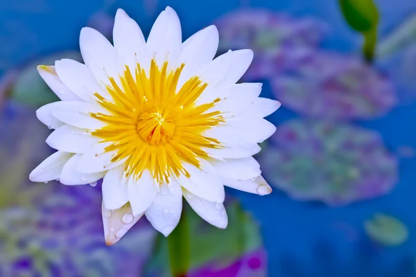Lotusblüten oder Seerosenblumen blühen am Teich — Stockfoto