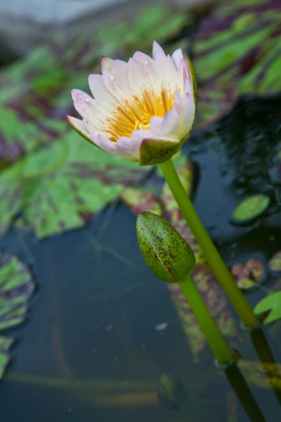 Lotus blossoms of water lily bloemen bloeien op vijver — Stockfoto