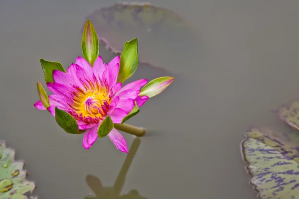 Lotus çiçeği veya gölet üzerinde çiçek açmış nilüfer çiçekleri — Stok fotoğraf