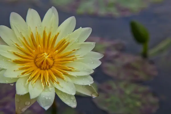 로터스 꽃 또는 연못에 피는 수련 꽃 — 스톡 사진