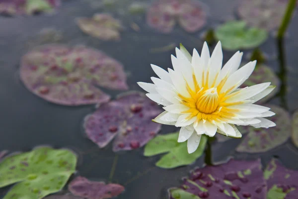Lotus blommor eller näckros blommor blommar på dammen — Stockfoto