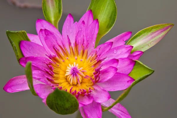 Цветы лотоса или цветы лилии воды, цветущие на пруду — стоковое фото