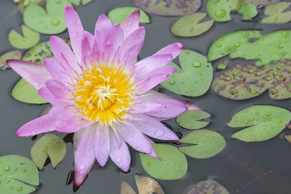Lotus çiçeği veya gölet üzerinde çiçek açmış nilüfer çiçekleri — Stok fotoğraf