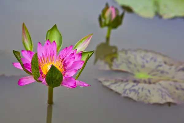 로터스 꽃 또는 연못에 피는 수련 꽃 — 스톡 사진