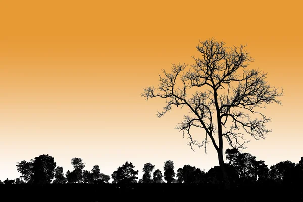 Árvore da morte em pé sozinho no ambiente natural — Fotografia de Stock