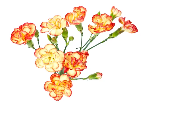 Group of Carnation, Dianthus caruyophyllus — Stock Photo, Image