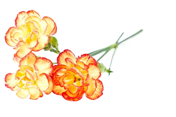 Group of Carnation, Dianthus caruyophyllus — Stock Photo, Image