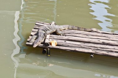 bir Sal üzerinde oturan monitör kertenkele