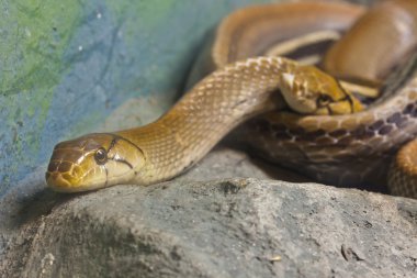 Yılan, copperhead racer, gözleri de odak