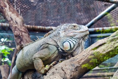 Lizard, iguana on the tree clipart