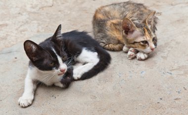 oturan iki küçük şirin kedi yavrusu