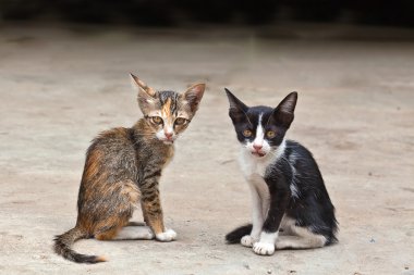 oturan iki küçük şirin kedi yavrusu