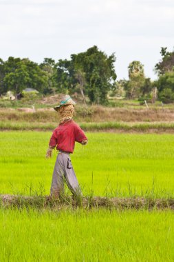 Tayland pirinç alanındaki korkuluk