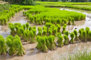 Sprout, Thai Rice field clipart