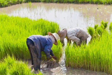 Çiftçi pirinç alanında, Tayland