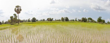 pirinç alan panorma, Tayland
