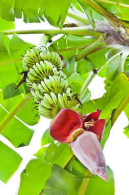 Banana Flower, and bunch in Agriculture and plantation clipart