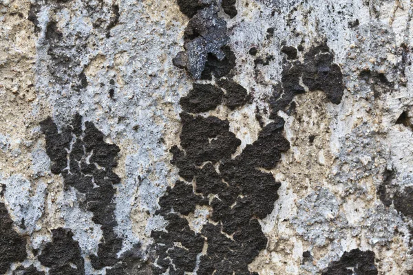 Oude muur met mos — Stockfoto