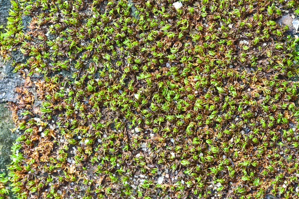 Surface au sol avec mousse et herbe — Photo