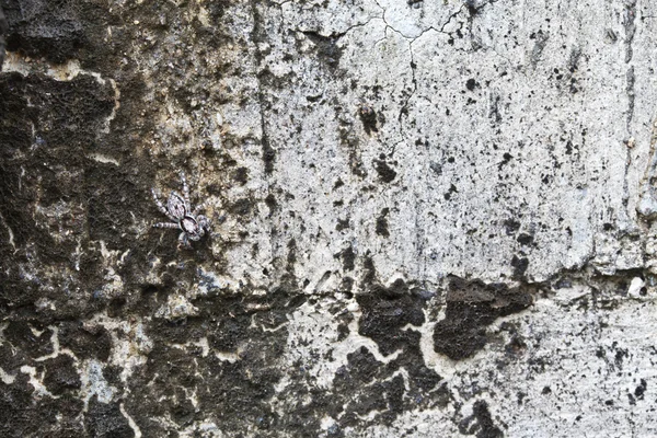 Vieja pared y araña con musgo — Foto de Stock
