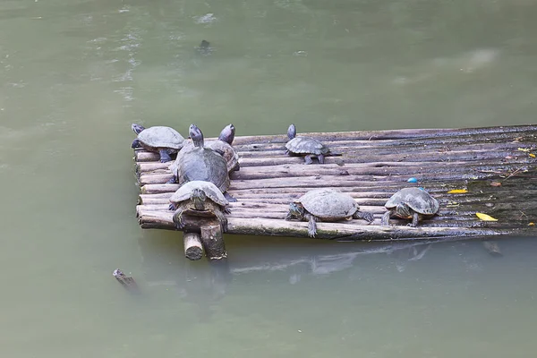 Group of water turtle resting on a raft — Stock Photo, Image