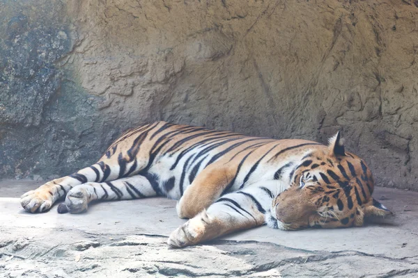 Tygr bengálský relaxační — Stock fotografie