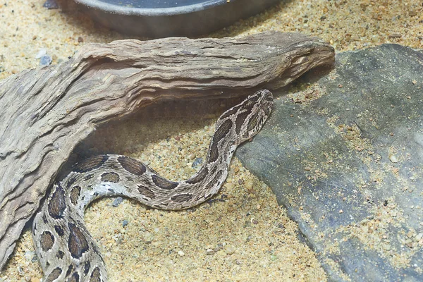 ヘビ、シャム ラッセルの毒蛇、目にフォーカス — ストック写真
