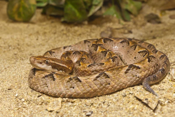 Slang, Maleise pit viper, focus op ogen — Stockfoto