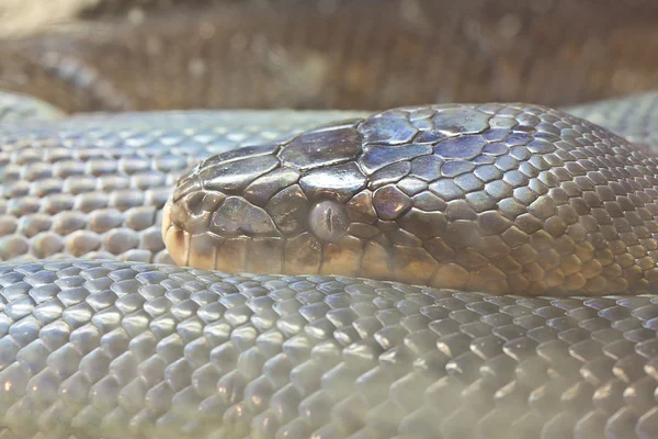 Slang, macklot python, focus op ogen — Stockfoto