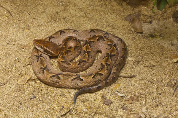 Snake, Malayan Pit Viper, focus at eyes — Stock Photo, Image