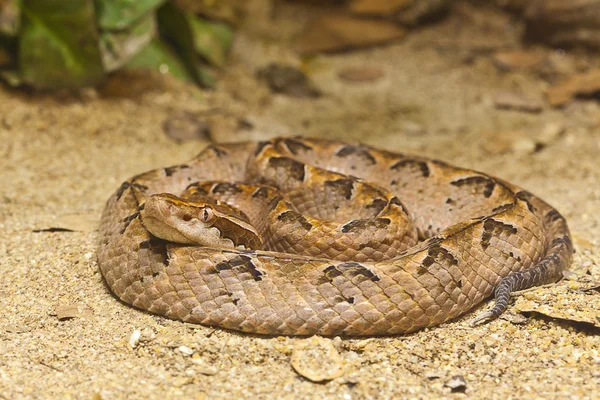 Slang, Maleise pit viper, focus op ogen — Stockfoto