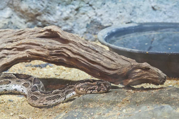 ヘビ、シャム ラッセルの毒蛇、目にフォーカス — ストック写真