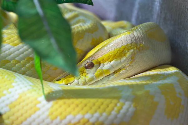 Snake, Golden Thai Python, focus at eyes — Stock Photo, Image