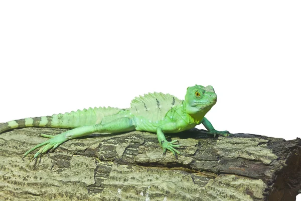 Little lizard on a stick — Stock Photo, Image
