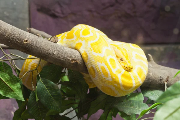 ヘビ、ゴールデン タイ python では、目にフォーカス — ストック写真