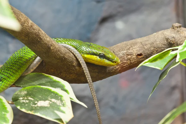 Snake,Red-tailed Ratsnake — Stock Photo, Image