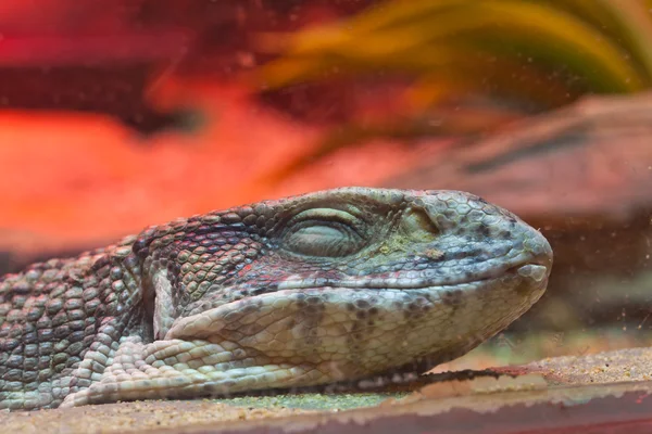 Rosto sorridente de pequeno lagarto — Fotografia de Stock