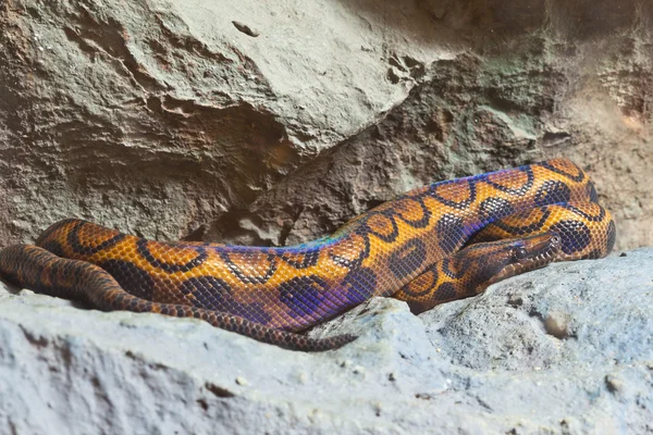 Snake, Brazillian Rainbow Bor, focus at eyes — Stock Photo, Image