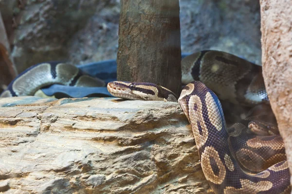 Snake, Thai Python, focus at eyes — Stockfoto