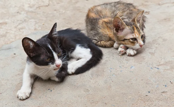 stock image Two small cute kitten sitting