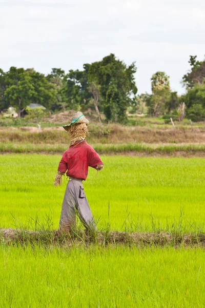 Spaventapasseri nel campo di riso tailandese — Foto Stock