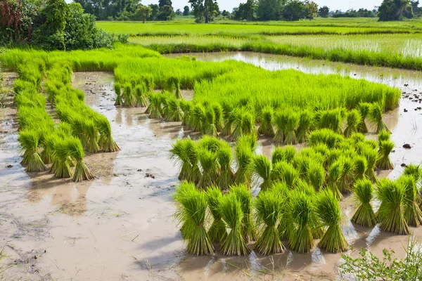 Sprout, rizière thaïlandaise — Photo