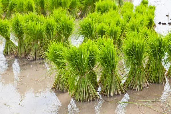 Germoglio, campo di riso tailandese — Foto Stock