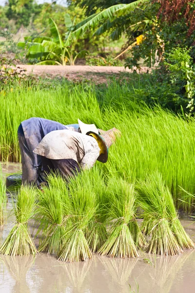 Agricoltore in risaia, Thailandia — Foto Stock